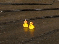 Entchen in Barcelona!