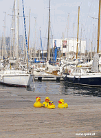 Entchen in Barcelona!