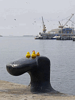 Entchen in Barcelona!