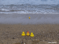 Entchen in Barcelona!