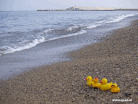 Entchen in Barcelona!