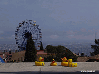 Entchen in Barcelona!