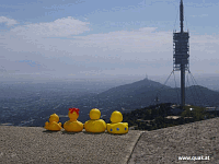 Entchen in Barcelona!