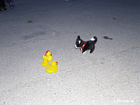 Entchen in Barcelona!