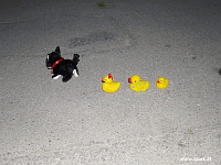 Entchen in Barcelona!