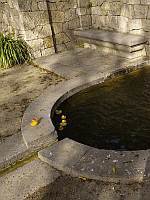 Entchen in Barcelona!