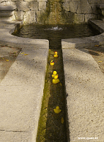 Entchen in Barcelona!