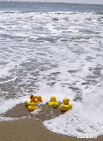 Entchen in Barcelona!