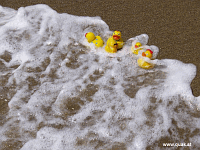 Entchen in Barcelona!