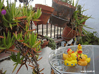 Entchen in Barcelona!