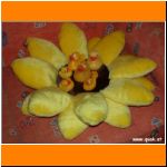 Zuhause bei den Entchen