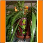 Zuhause bei den Entchen