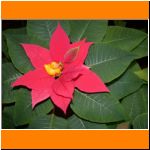 Zuhause bei den Entchen