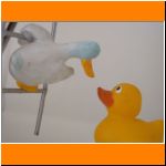 Zuhause bei den Entchen