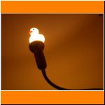 Zuhause bei den Entchen