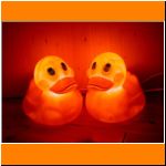 Zuhause bei den Entchen