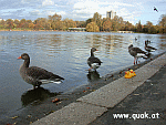 Verwandtenbesuch im Hyde Park