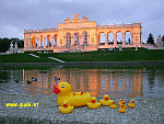 Entchen in Schnbrunn!