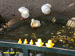 Entchen im Zoo