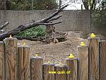 Entchen im Zoo